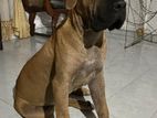 Dog for Kind Home