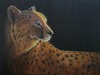 South African Cheetah Painted Canvas