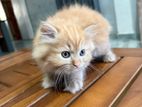 Persian Cat
