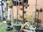 Spacious 2-Storey House for Sale in Ranala, Kaduwela.