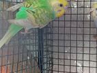 Spangel Rainbow Love Birds