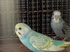 Spangle budgies(love birds)