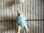 Spangle Helicopter Budgies
