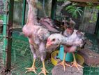 Shamo Country Chick