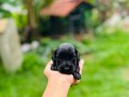 Cocker Spaniel Puppies