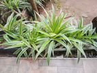 Spider Plants ( Chlorophytum Comosum, )