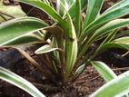 Spider Plants