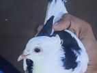 Spike Pigeon