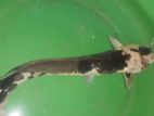 spotted catfish