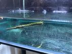 spotted gar 5 inch