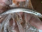 Spotted Gar Fish