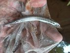 Spotted Gar Fish