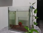Square Tank