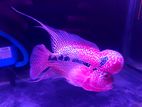 Srd Flowerhorn Fish