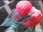 SRD Flowerhorn Male Fish