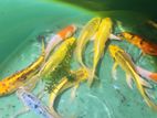 Koi Fish