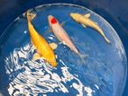Sri Lankan Bred Koi