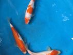 Sri Lankan Koi Carp