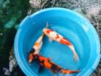 Koi Carps Fish