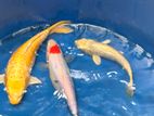 Sri Lankan Koi Fish