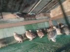 Quails