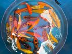 Koi Fish
