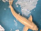 Koi Carp Fish