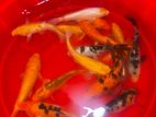 Koi Carps Fish