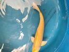 Koi Fish