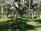 සරු-සාර පොල් ඉඩමක් ව්කිණීමට (Coconut Land ) - රඹුක්කන