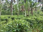 සරුසාර තේ පොල් වගාව සහිත වටිනා ඉඩම විකිණීමට
