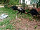 ෂාමෝ ඇසිල් මිශ්‍ර Rooster
