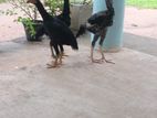 ෂාමෝ කුකුළන්