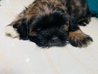 Shitzu Puppies