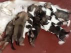 Shih Tzu Puppies