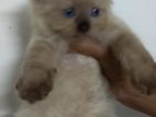 Persian Kitten
