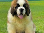 St Bernard Puppies