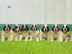 St Bernard Puppies