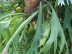 Stag Horn Fern Plants