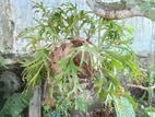 Staghorn Fern 25+ Years Old