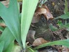 Staghorn Plants