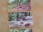 Stamp Sheets