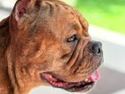 Standard American Bully for Crossing