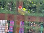 Star Finches