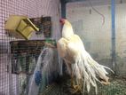 Rooster