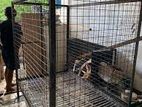 Steel Dog Cage making - Maharagama