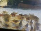Sterbai Corydoras
