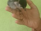 සති 2 ගම් කුකුල් පැටව් විකිනීමට