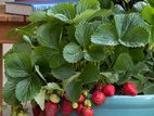 Strawberry Plant