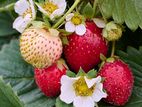 Strawberry Plants